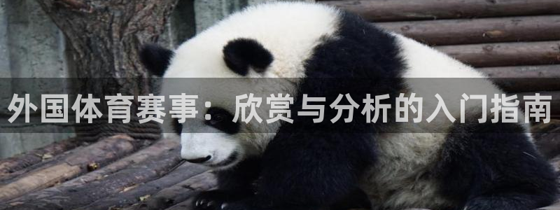 必一运动体育app下载：外国体育赛事：欣赏与分析的入门指南